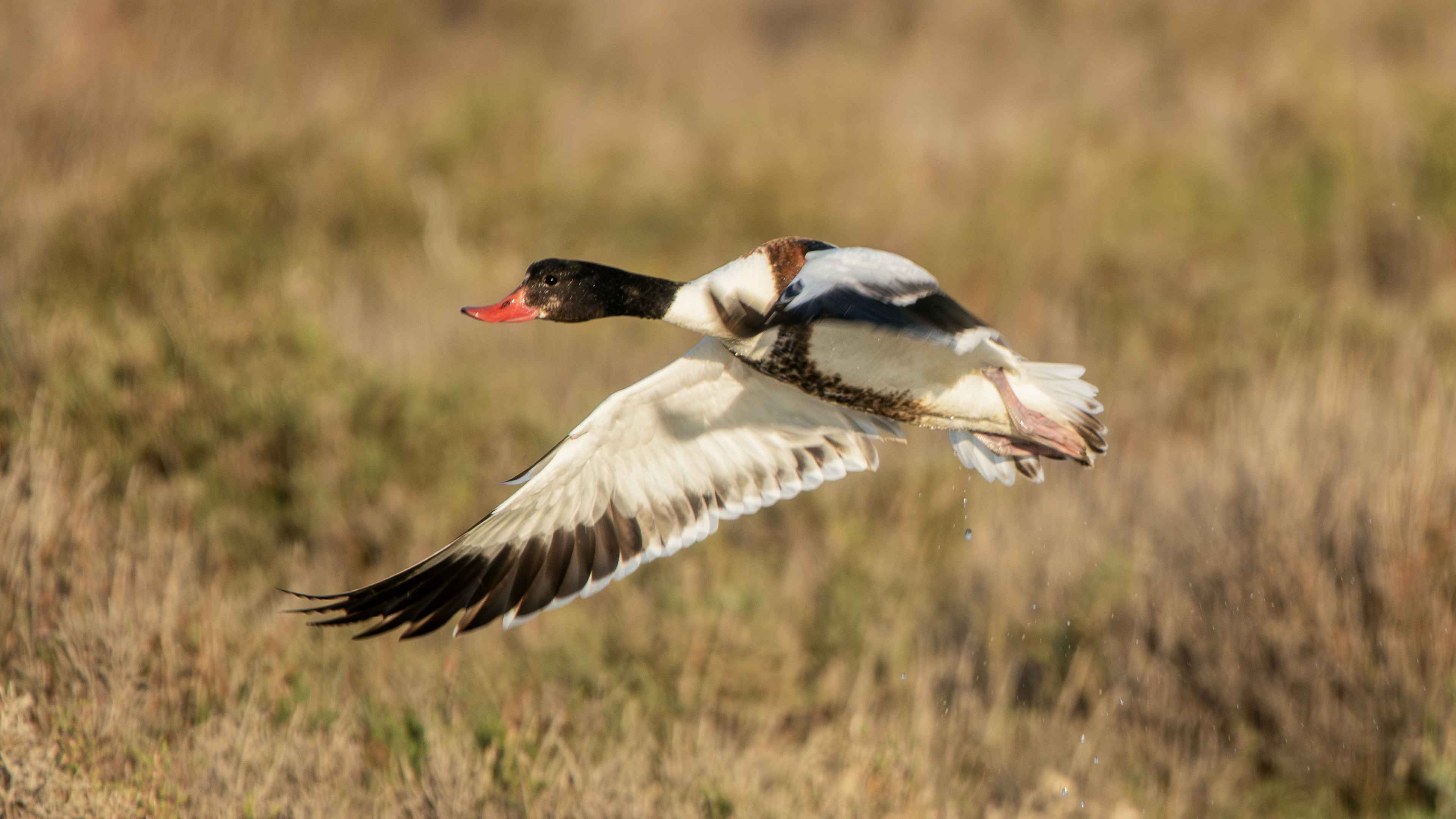 Common Shelduck
